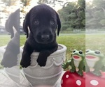 Small #2 Labrador Retriever
