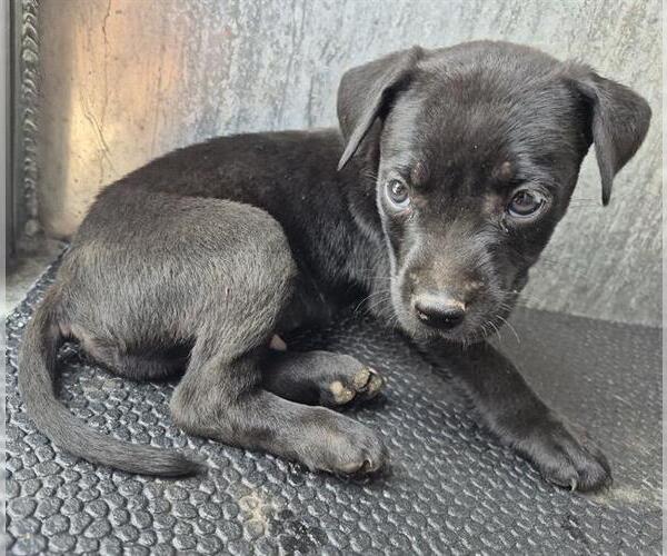 Medium Photo #1 Labrador Retriever-Unknown Mix Puppy For Sale in San Antonio, TX, USA