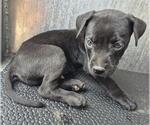 Small Labrador Retriever Mix