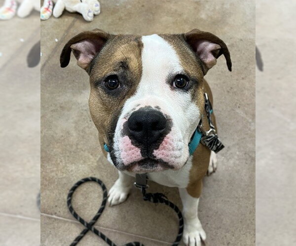 Medium Photo #1 American Pit Bull Terrier-Unknown Mix Puppy For Sale in Center Township, PA, USA