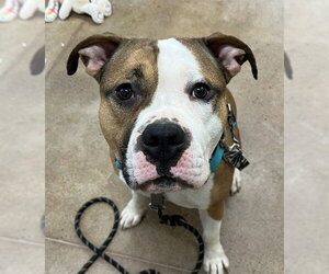 American Pit Bull Terrier-Unknown Mix Dogs for adoption in Center Township, PA, USA