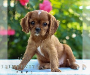 Cavalier King Charles Spaniel Puppy for sale in EAST EARL, PA, USA