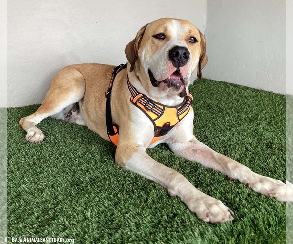 Medium Photo #3 Mastiff-Unknown Mix Puppy For Sale in San Diego, CA, USA