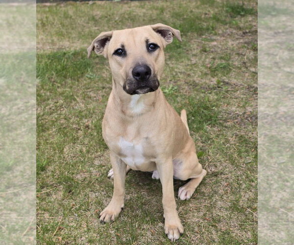 Medium Photo #7 American Staffordshire Terrier-Unknown Mix Puppy For Sale in Lakewood, CO, USA
