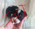 Small #3 Mal-Shi