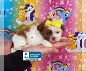 Shih Tzu Puppy for sale in WINNSBORO, LA, USA