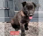 Puppy Red collar Belgian Malinois