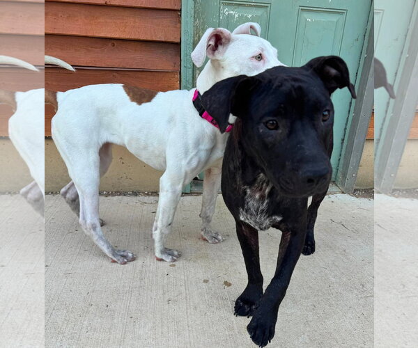Medium Photo #7 American Pit Bull Terrier-Unknown Mix Puppy For Sale in Germantown, OH, USA