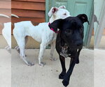 Small #6 American Pit Bull Terrier Mix