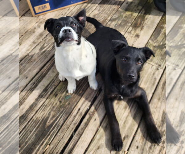 Medium Photo #4 Jack Russell Terrier-Retriever  Mix Puppy For Sale in Marine City, MI, USA