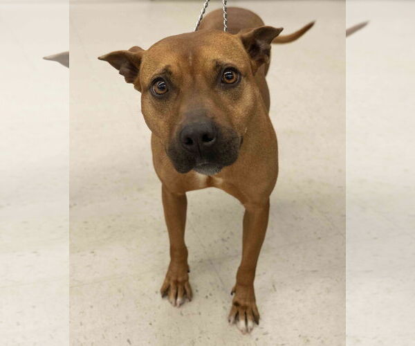 Medium Photo #2 Mutt Puppy For Sale in Wilmington, NC, USA