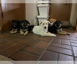 German Shepherd Dog Puppy for sale in FORT LUPTON, CO, USA
