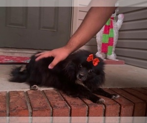 Pomeranian Puppy for sale in CLARKSVILLE, TN, USA