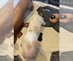 Small Photo #21 Dachshund Puppy For Sale in MONONA, IA, USA
