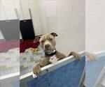 Small #1 American Pit Bull Terrier