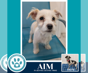 Chihuahua-Unknown Mix Dogs for adoption in Kimberton, PA, USA