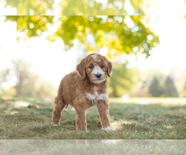 Medium Photo #4 Goldendoodle (Miniature) Puppy For Sale in WARSAW, IN, USA