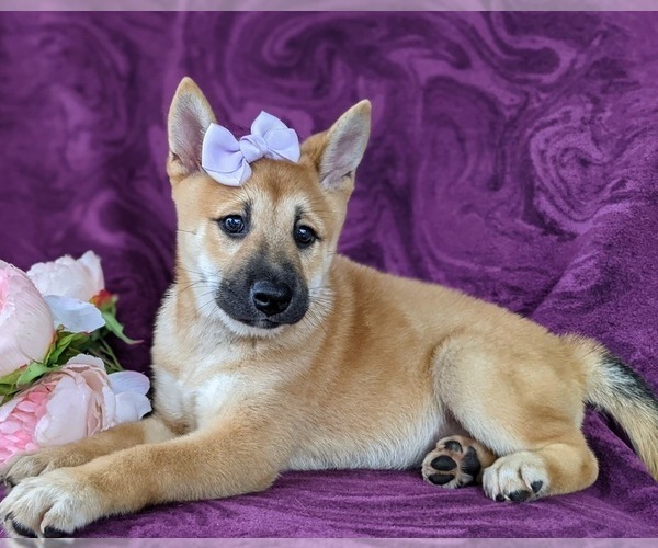 Medium Photo #2 Shiba Inu Puppy For Sale in KIRKWOOD, PA, USA