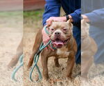 Small #1 American Pit Bull Terrier