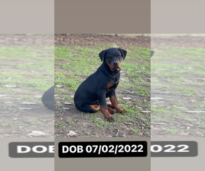 Rottweiler Puppy for sale in ELDERWOOD, CA, USA
