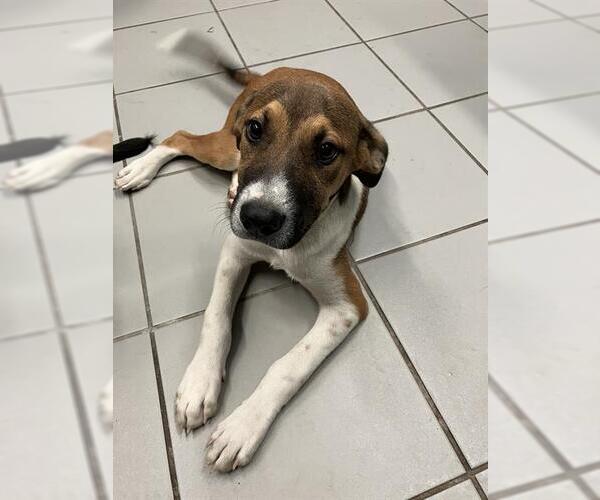 Medium Photo #1 American Pit Bull Terrier-Labrador Retriever Mix Puppy For Sale in Corpus Christi, TX, USA