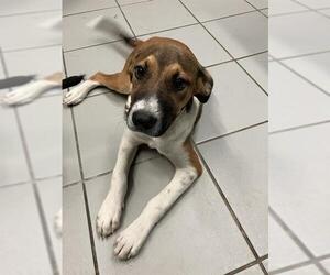 American Pit Bull Terrier-Labrador Retriever Mix Dogs for adoption in Corpus Christi, TX, USA