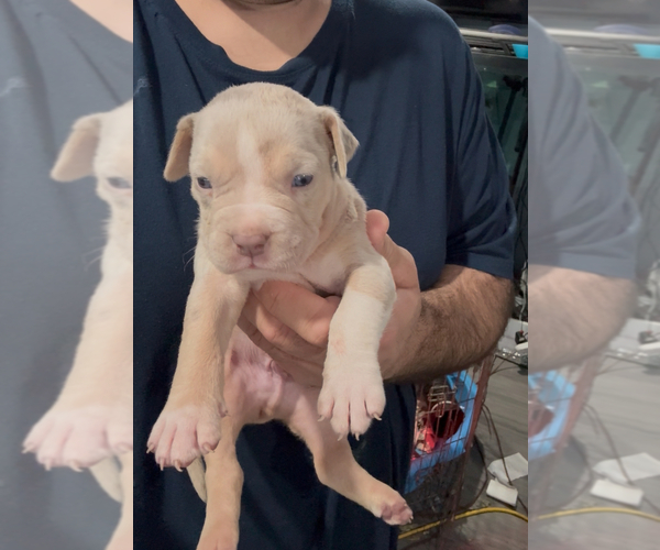 Medium Photo #1 American Bully Puppy For Sale in WALLINGFORD, CT, USA