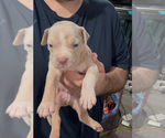 Image preview for Ad Listing. Nickname: Litter of 10