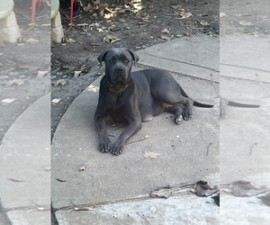 Mother of the Cane Corso puppies born on 09/05/2022