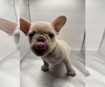 Small Photo #4 French Bulldog Puppy For Sale in CLEARWATER, FL, USA