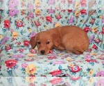 Small #7 Golden Retriever