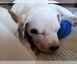 Small Photo #71 American Pit Bull Terrier-Labrador Retriever Mix Puppy For Sale in MOORESBORO, NC, USA