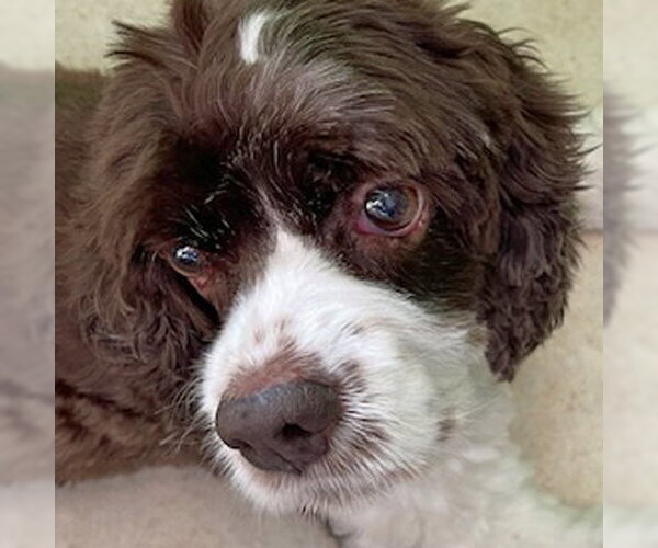 Medium Photo #25 Cocker Spaniel Puppy For Sale in Arlington, VA, USA