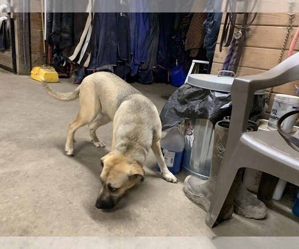 Medium Photo #3 Great Dane-Labrador Retriever Mix Puppy For Sale in CHESAPEAK BCH, MD, USA