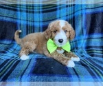 Small #5 Cavapoo (Miniature)