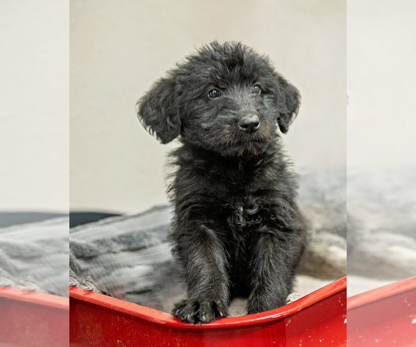 Medium Photo #3 Shepadoodle Puppy For Sale in JOHNSON, KS, USA