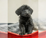 Small Photo #3 Shepadoodle Puppy For Sale in JOHNSON, KS, USA
