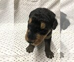 Small #4 Airedale Terrier