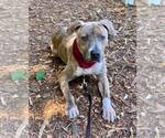Small #12 American Staffordshire Terrier