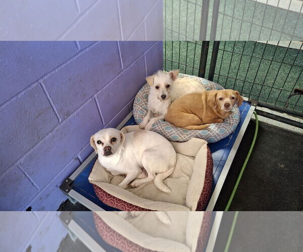 Medium Photo #4 Dachshund-Unknown Mix Puppy For Sale in Sebec, ME, USA