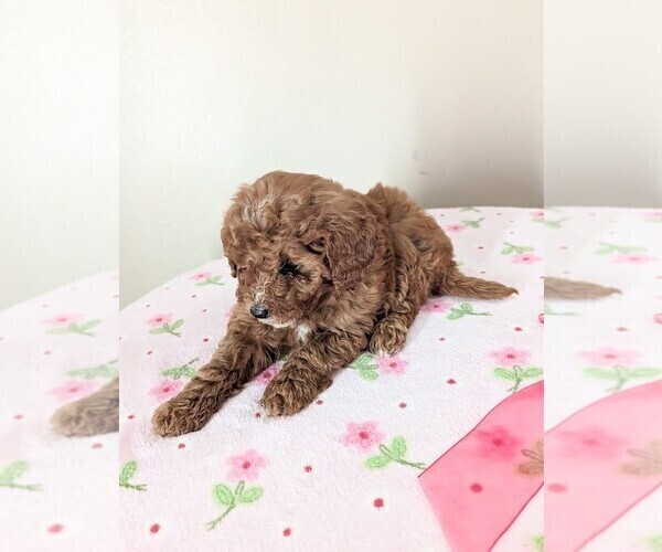 Medium Photo #2 Cavapoo-Poodle (Miniature) Mix Puppy For Sale in DUNNVILLE, KY, USA