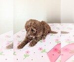 Small Photo #2 Cavapoo-Poodle (Miniature) Mix Puppy For Sale in DUNNVILLE, KY, USA