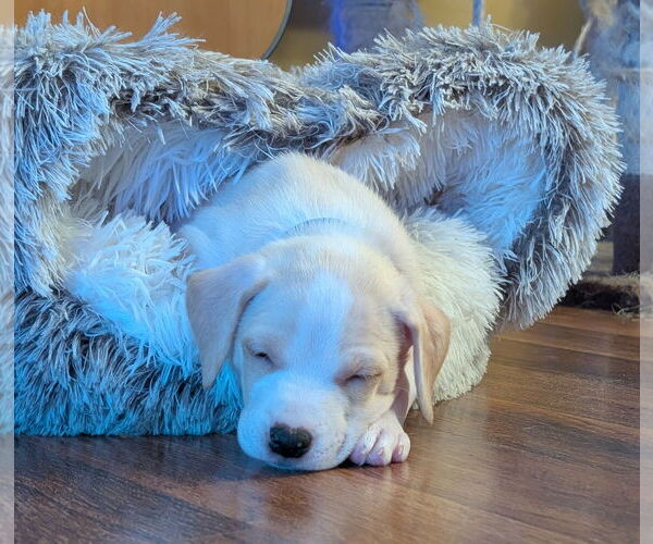 Medium Photo #3 Labrador Retriever-Unknown Mix Puppy For Sale in Plainfield, IL, USA