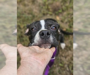Tess - Female Boston Terrier-Unknown Mix Dog for Adoption - Photo #2