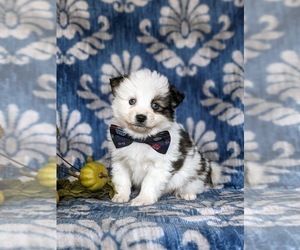 Pomsky Puppy for sale in CHRISTIANA, PA, USA