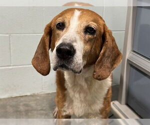 Beagle Walker Coonhound Dogs for adoption in Tavares, FL, USA