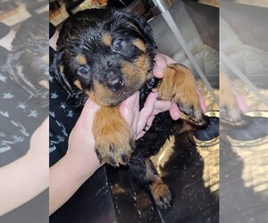 Rottweiler Puppy for sale in ERIN, TN, USA