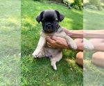 Small #7 French Bulldog