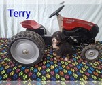 Puppy Terry Bernese Mountain Dog