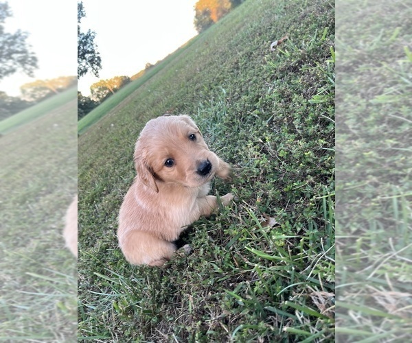 Medium Photo #3 English Cream Golden Retriever Puppy For Sale in CENTERTOWN, MO, USA
